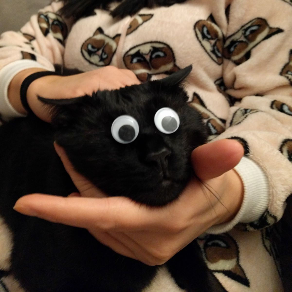 mestre Måned nærme sig 3D-printed breakthrough gives blind cat eyes - Stavros' Stuff